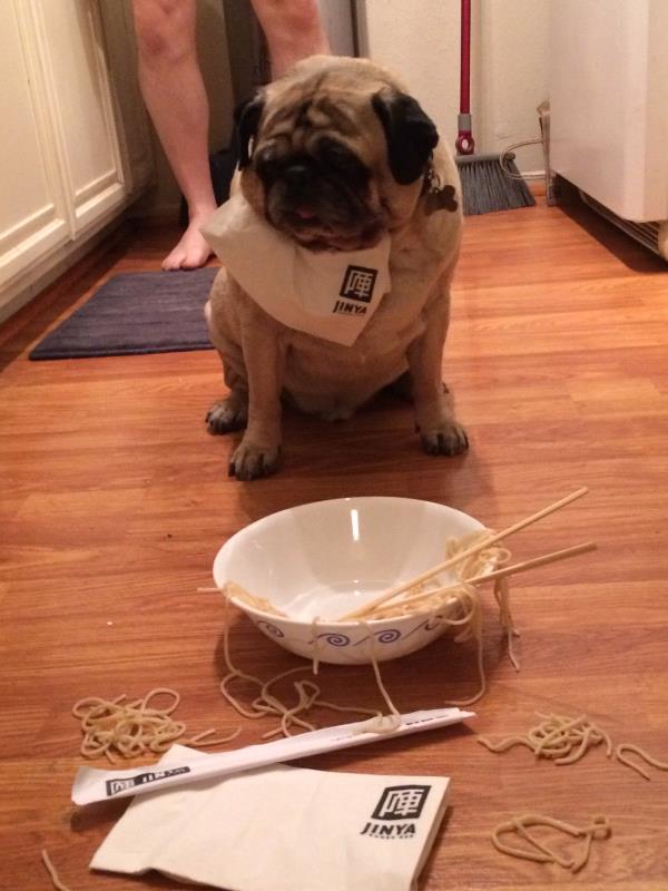 /images/uploads/pug nation rescue of los angeles/pugnation2020/entries/11315thumb.jpg